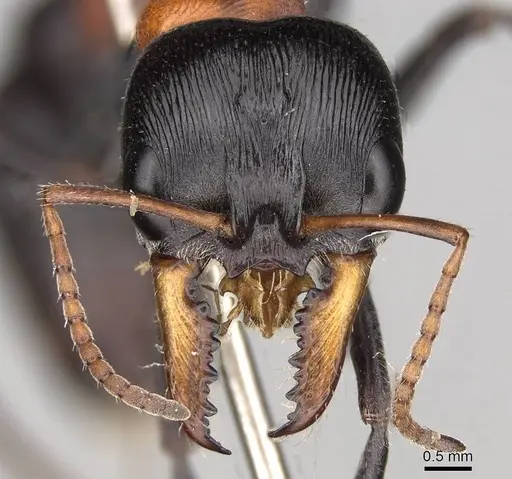 Myrmecia nobilis specimen