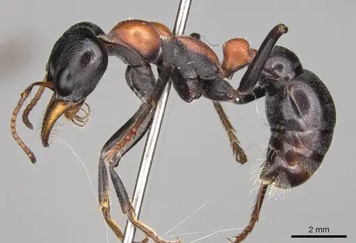Myrmecia nobilis specimen