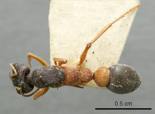 Myrmecia occidentalis specimen