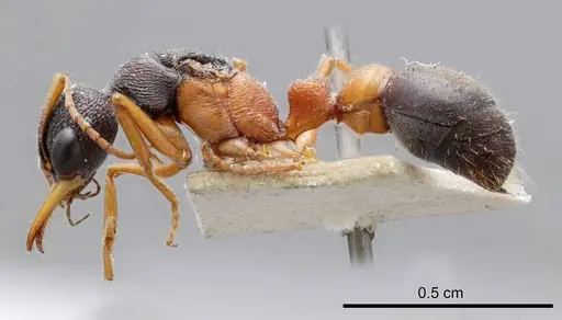Myrmecia occidentalis specimen
