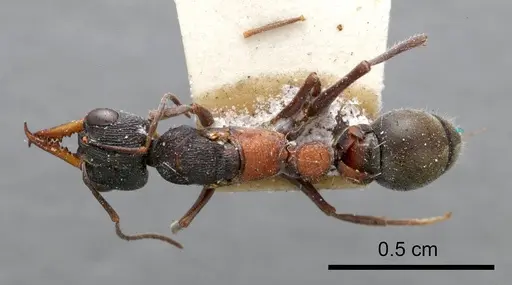 Myrmecia occidentalis - ANTWEB1008289