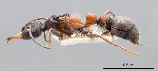 Myrmecia occidentalis - ANTWEB1008289