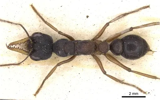 Myrmecia occidentalis - CASENT0902803