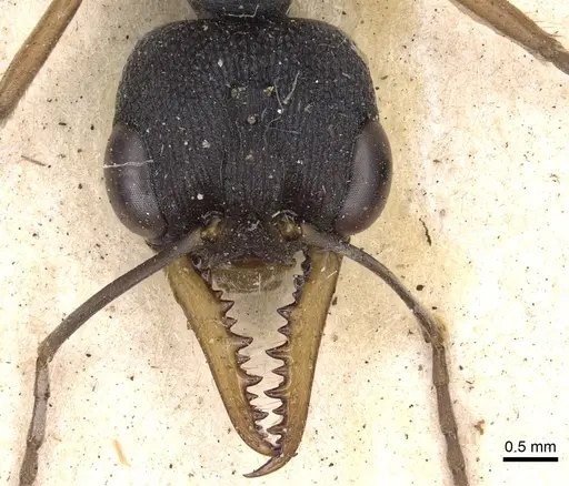 Myrmecia occidentalis - CASENT0902803