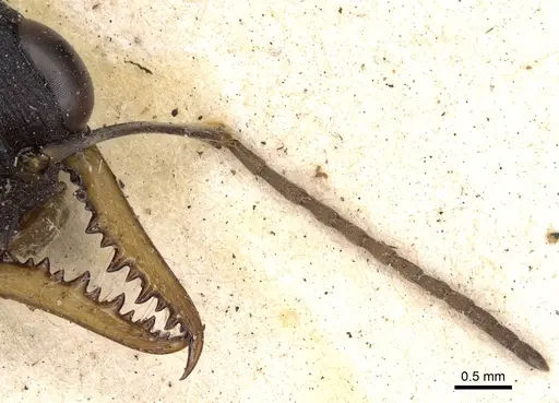 Myrmecia occidentalis - CASENT0902803