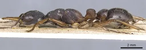 Myrmecia occidentalis - CASENT0902803