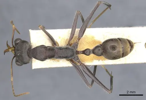 Myrmecia petiolata specimen