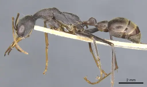 Myrmecia petiolata specimen