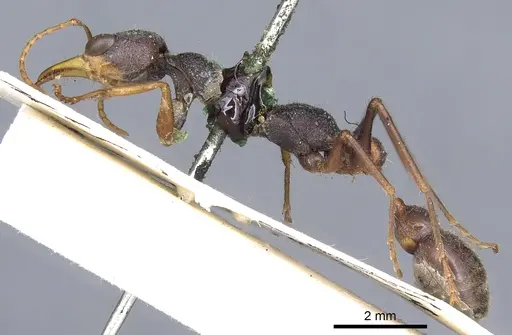 Myrmecia picta specimen