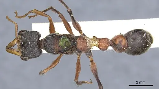 Myrmecia picta - CASENT0902807