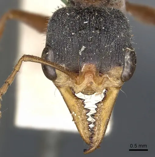 Myrmecia picta - CASENT0902807