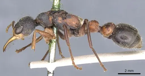 Myrmecia picta - CASENT0902807