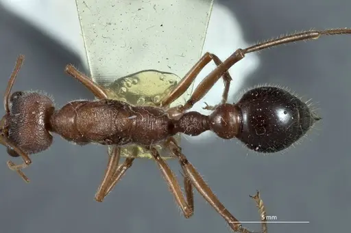 Myrmecia picticeps specimen