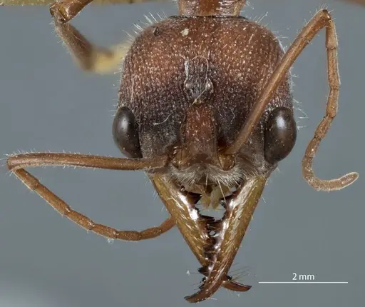 Myrmecia picticeps specimen