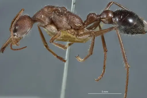 Myrmecia picticeps specimen