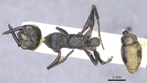 Myrmecia piliventris specimen