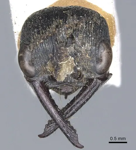 Myrmecia piliventris specimen