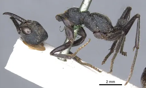 Myrmecia piliventris specimen