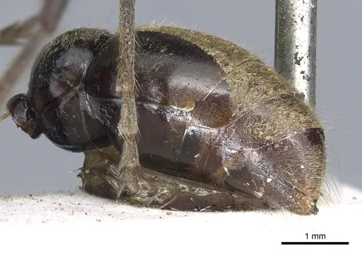 Myrmecia piliventris - CASENT0902809