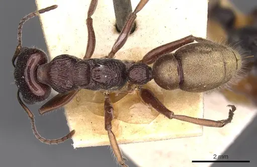 Myrmecia piliventris - CASENT0907100