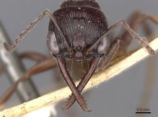 Myrmecia piliventris - CASENT0907100