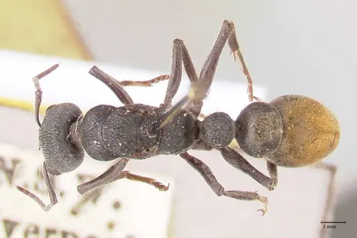 Myrmecia piliventris - FOCOL0830