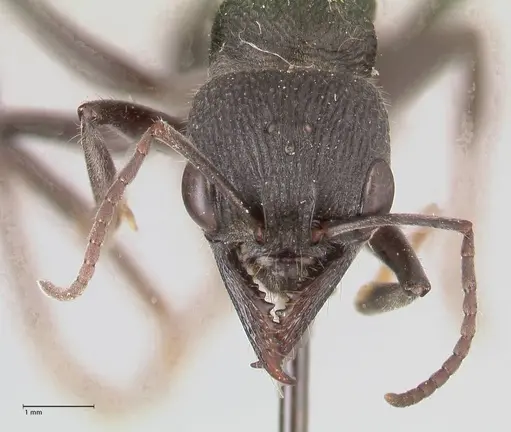 Myrmecia piliventris - FOCOL0830