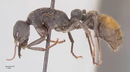 Myrmecia piliventris - FOCOL0830
