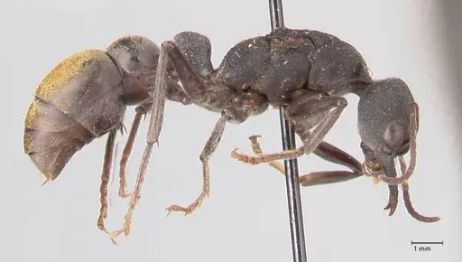 Myrmecia piliventris - FOCOL0830