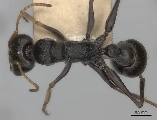 Myrmecia pilosula specimen