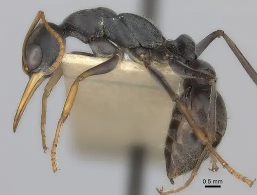 Myrmecia pilosula specimen