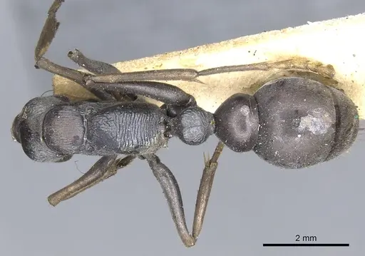 Myrmecia pilosula - CASENT0902799