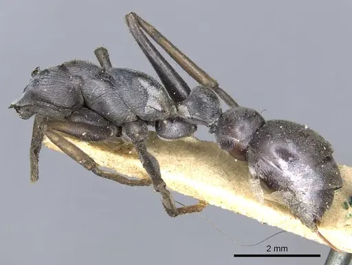 Myrmecia pilosula - CASENT0902799