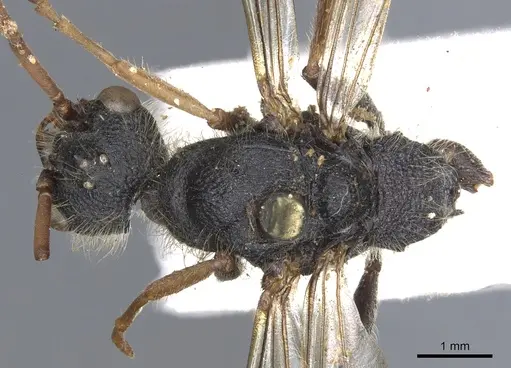 Myrmecia pilosula - CASENT0902800
