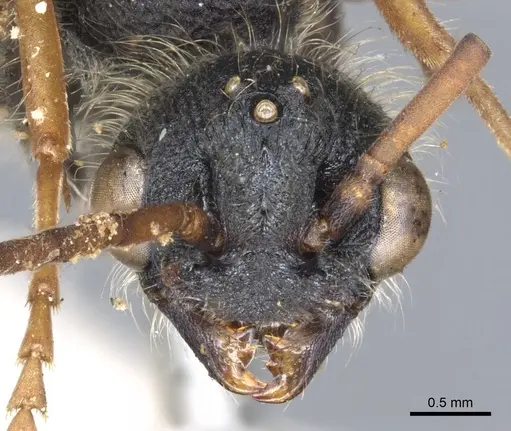 Myrmecia pilosula - CASENT0902800