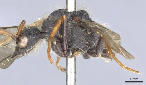 Myrmecia pilosula - CASENT0902800