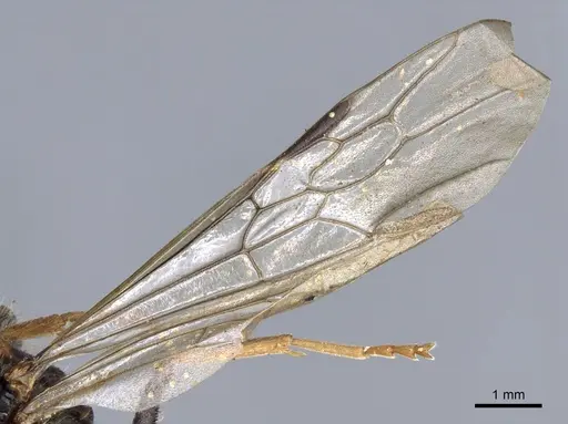 Myrmecia pilosula - CASENT0902800