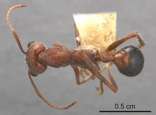 Myrmecia pulchra specimen