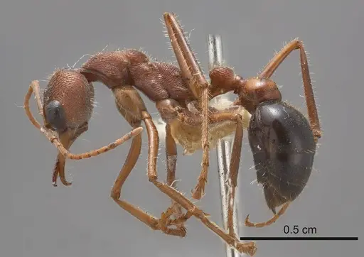 Myrmecia pulchra specimen