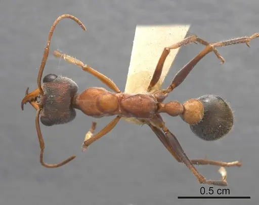 Myrmecia pulchra - ANTWEB1008210