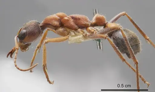 Myrmecia pulchra - ANTWEB1008210