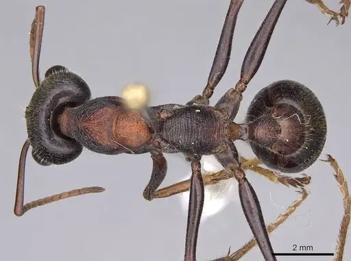 Myrmecia pulchra - CASENT0914020