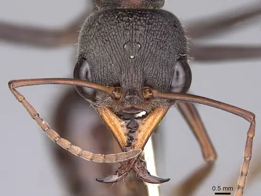 Myrmecia pulchra - CASENT0914020