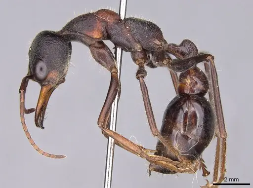 Myrmecia pulchra - CASENT0914020