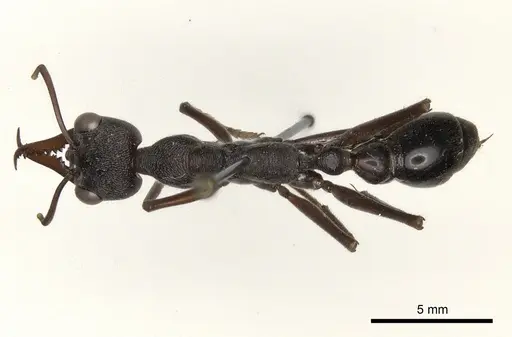 Myrmecia pyriformis specimen