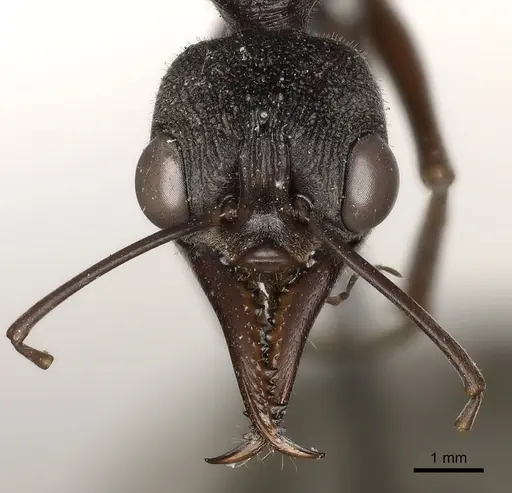 Myrmecia pyriformis specimen