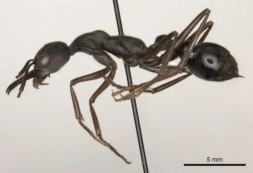 Myrmecia pyriformis specimen