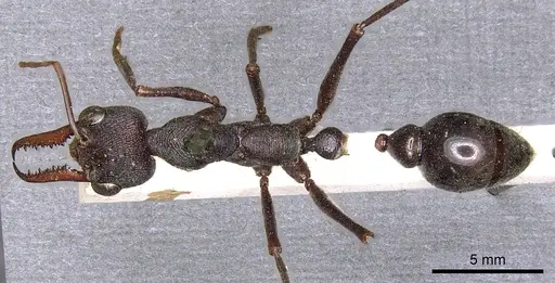 Myrmecia pyriformis - CASENT0902797