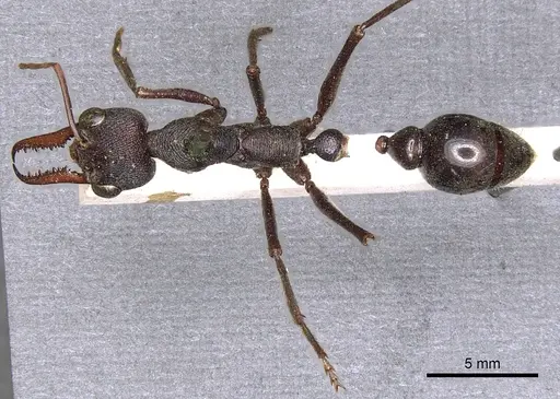 Myrmecia pyriformis - CASENT0902797