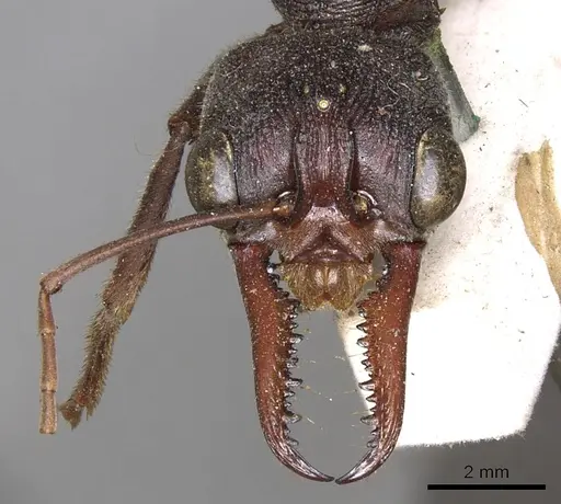 Myrmecia pyriformis - CASENT0902797